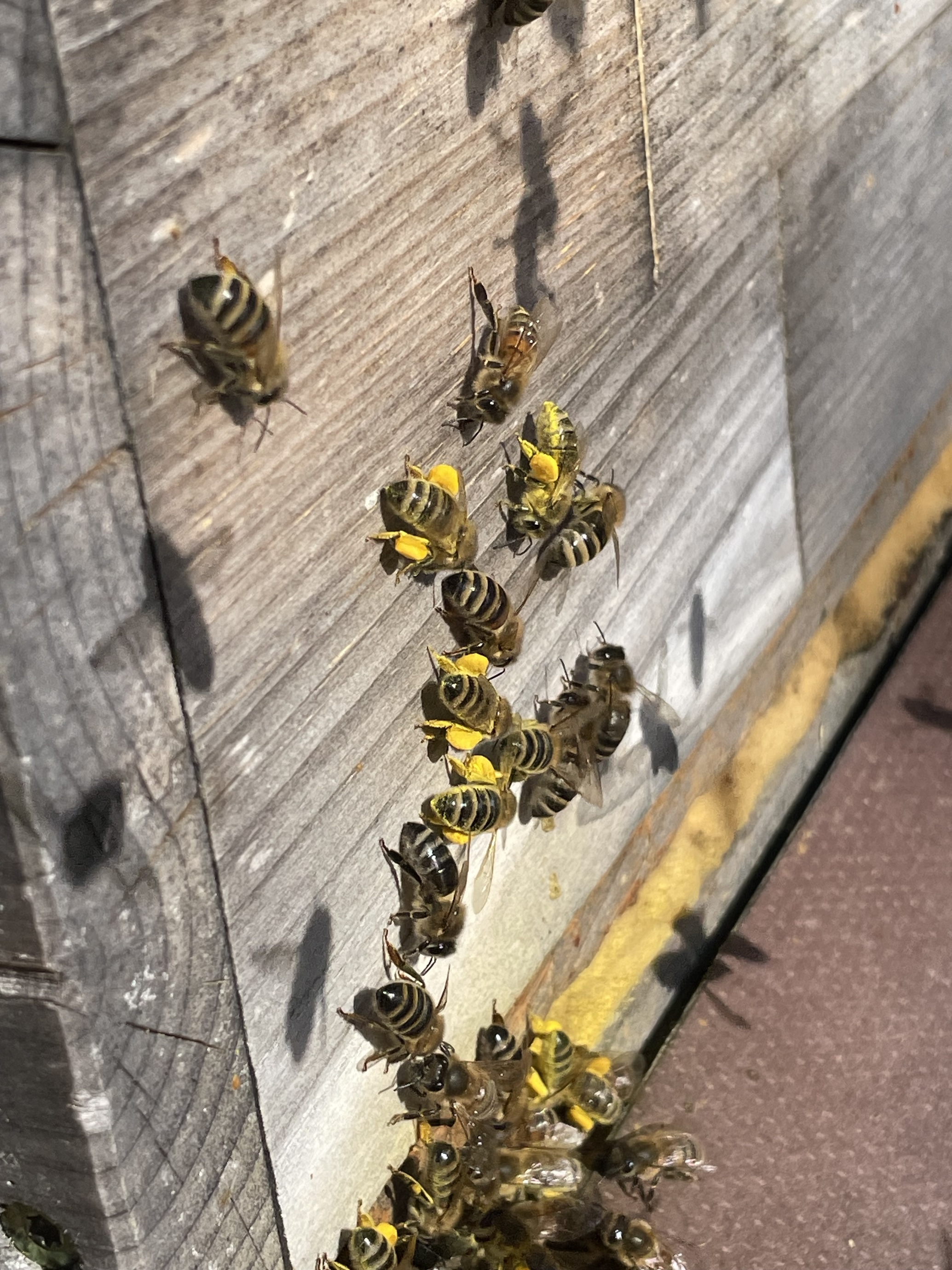 Honigbienen_Pollen_Imkertreffen_Imkerverein.jpeg